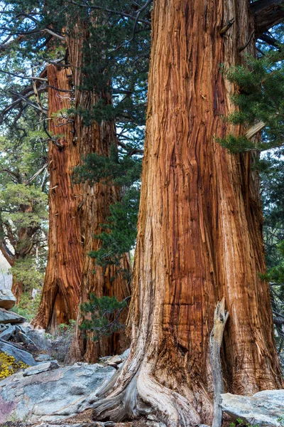 Sequoia trees in mountains — Stock Photo, Image
