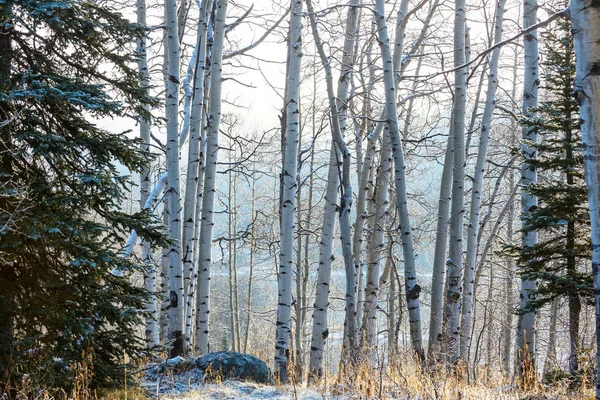 Bosque cubierto de nieve escénico —  Fotos de Stock