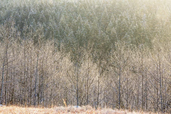 Forêt enneigée panoramique — Photo
