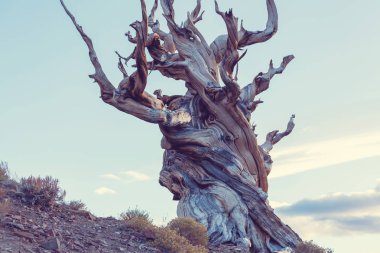 Antik bristlecone çam ağacı 
