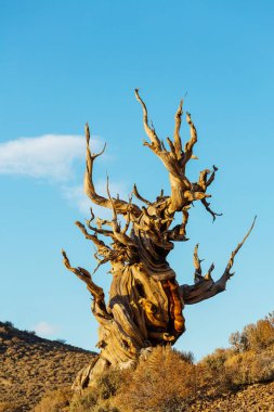 Antik bristlecone çam ağacı 