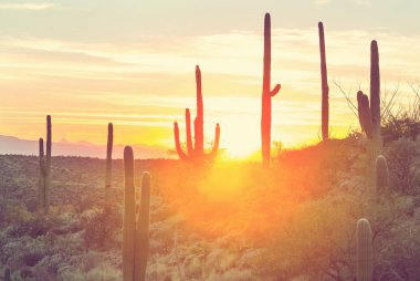 Saguaro Ulusal Parkı