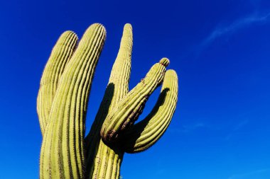 Saguaro Ulusal Parkı