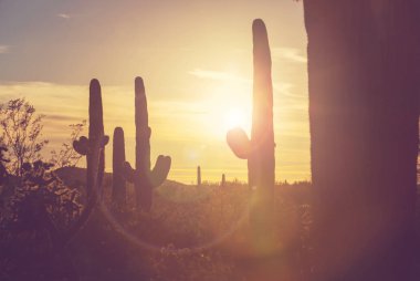 Saguaro Ulusal Parkı