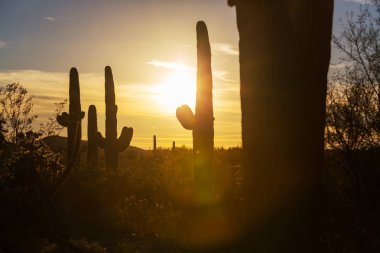 Saguaro Ulusal Parkı