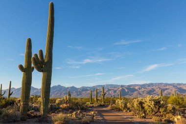 Saguaro Ulusal Parkı