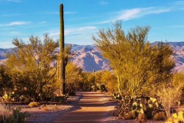Saguaro Ulusal Parkı