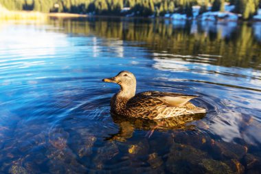 Şaşırtıcı yeşilbaş ördek