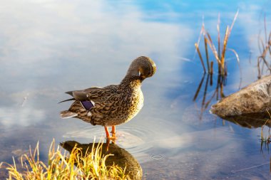 Şaşırtıcı yeşilbaş ördek