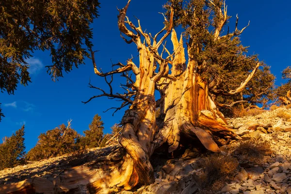 Ancient Bristlecone Pine Tree — Stock Photo, Image