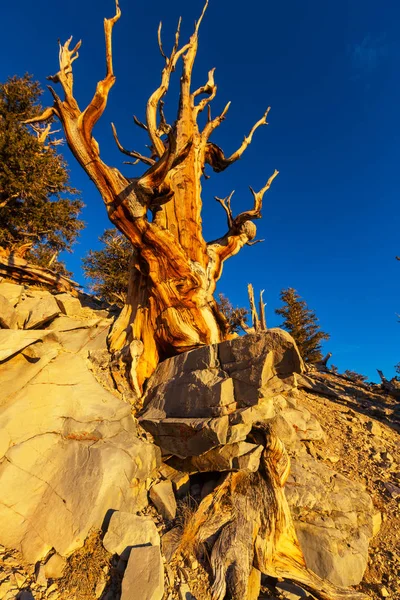 Ancien sapin à cône de soie — Photo