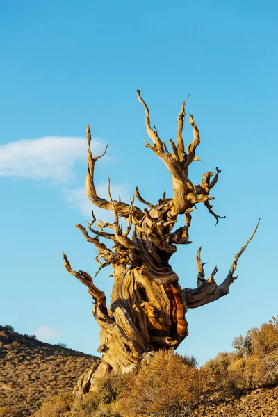 Oude bristlecone pine tree — Stockfoto