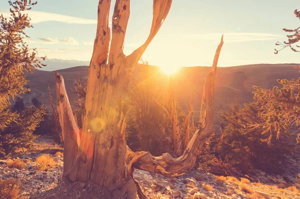 Oude bristlecone pine tree — Stockfoto