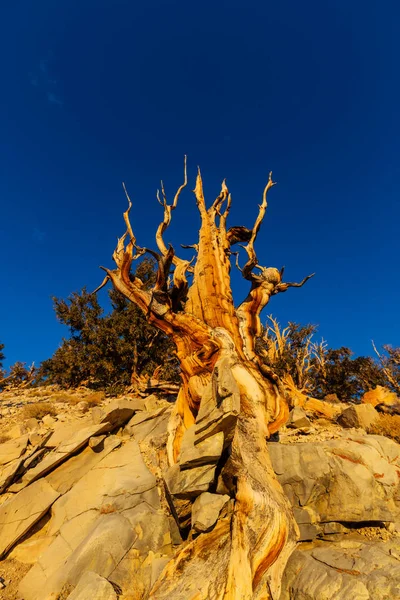 Gamla bristlecone tall — Stockfoto