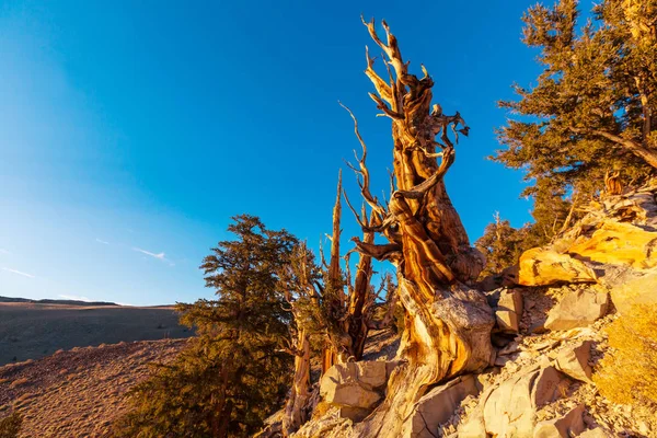 Ancient Bristlecone Pine Tree — Stock Photo, Image