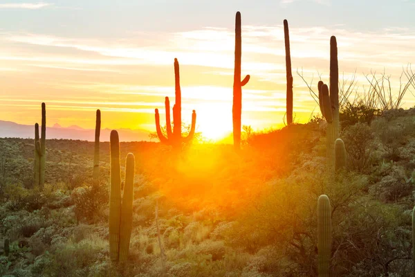 Εθνικό πάρκο Saguaro — Φωτογραφία Αρχείου