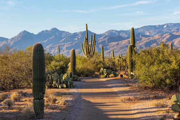 Parque Nacional de Saguaro — Fotografia de Stock