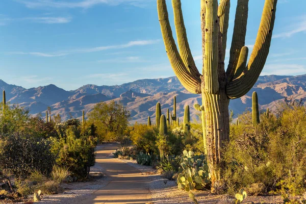 Park Narodowy Saguaro — Zdjęcie stockowe