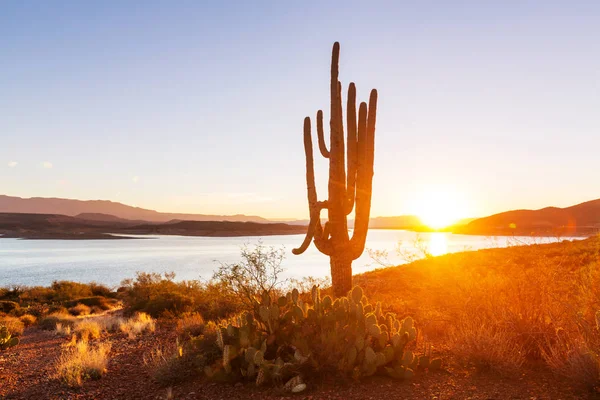 Εθνικό πάρκο Saguaro — Φωτογραφία Αρχείου