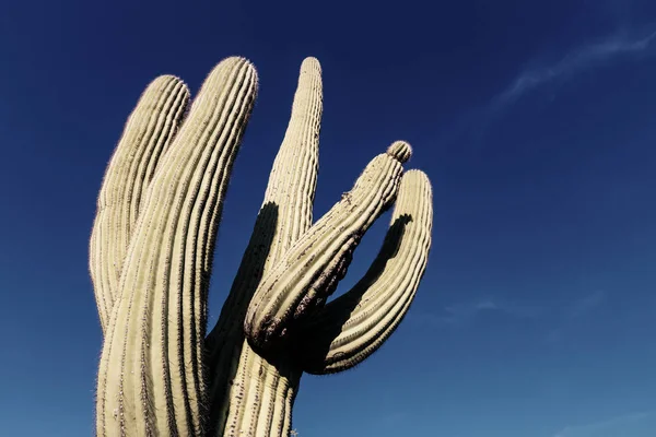Saguaro nasjonalpark – stockfoto