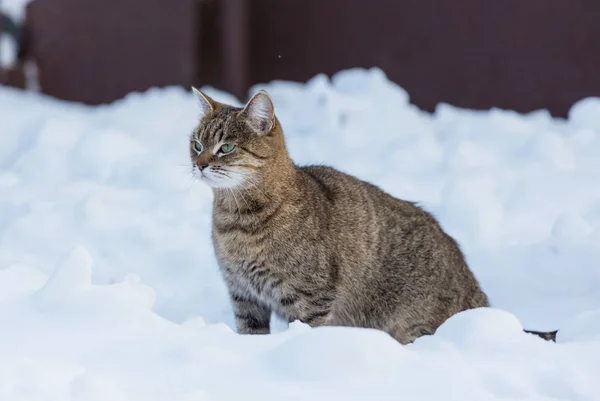 Gatto fuori nella neve — Foto Stock