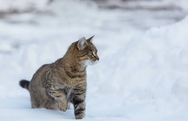 Gato na neve — Fotografia de Stock