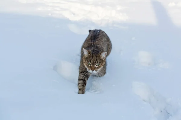 Katt ute i snøen – stockfoto