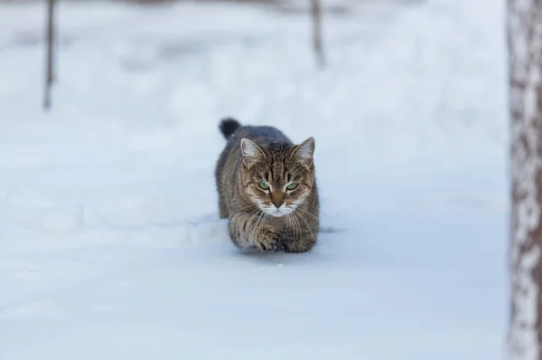 Gato na neve — Fotografia de Stock