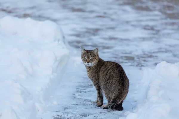 Gato na neve — Fotografia de Stock