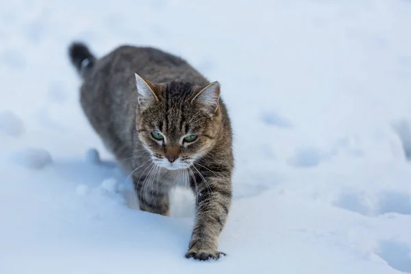 Katt ute i snøen – stockfoto