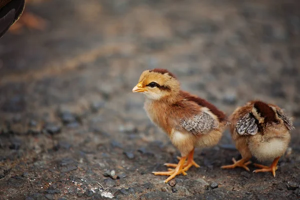 Cute little Chicks — Stock Photo, Image