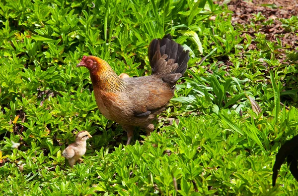 Tavuk ve küçük kız — Stok fotoğraf