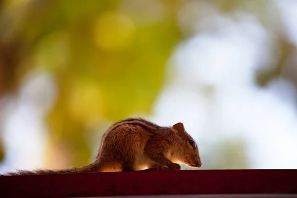 Kis mókus közelről — Stock Fotó
