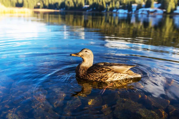 Geweldige mallard duck — Stockfoto