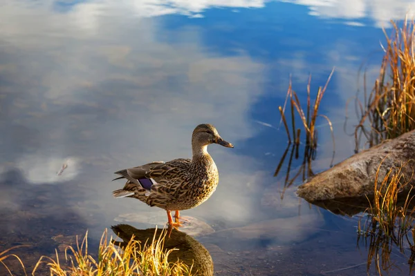 Şaşırtıcı yeşilbaş ördek — Stok fotoğraf