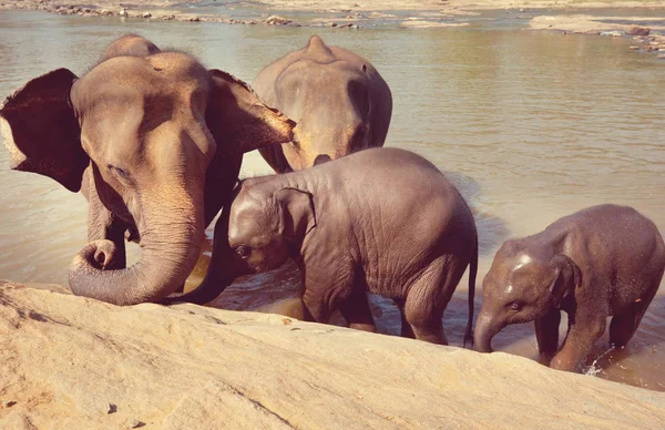 Elephants on Sri Lanka — Stock Photo, Image