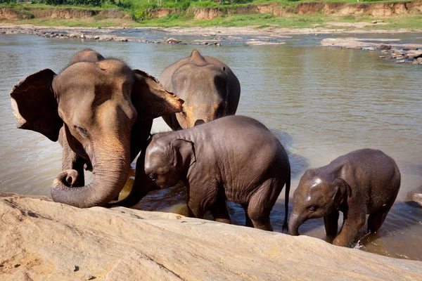 Sloni na Srí Lance — Stock fotografie