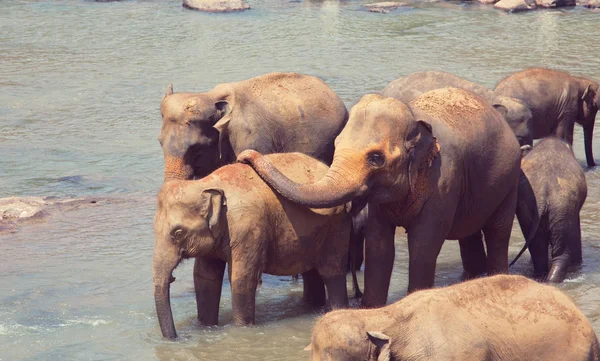 Elephants on Sri Lanka — Stock Photo, Image