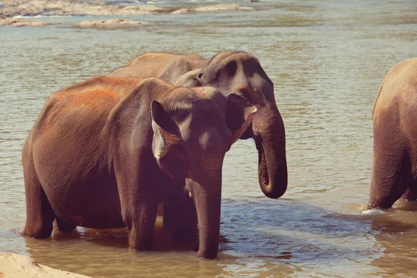 Ελέφαντες, τη Σρι Λάνκα — Φωτογραφία Αρχείου