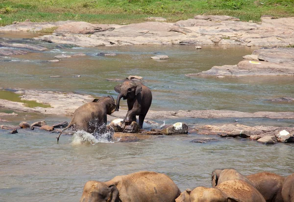 Éléphants sur Sri Lanka — Photo