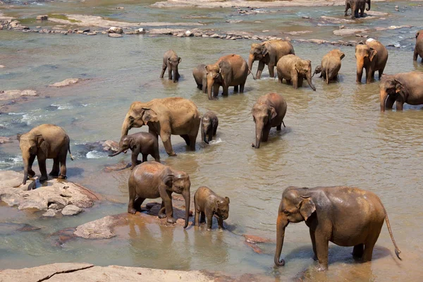 Elephants on Sri Lanka — Stock Photo, Image