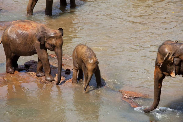 Elephants on Sri Lanka — Stock Photo, Image