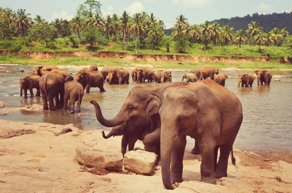 Elefanter på sri lanka — Stockfoto