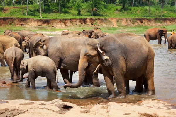 Elephants on Sri Lanka — Stock Photo, Image