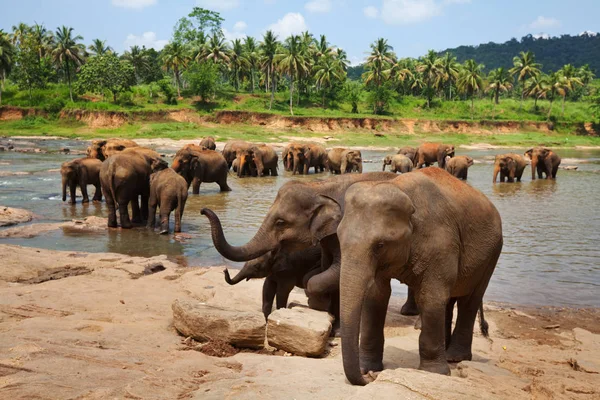 Éléphants sur Sri Lanka — Photo