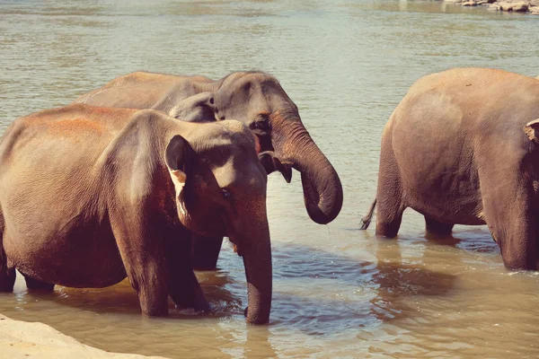 Elephants on Sri Lanka — Stock Photo, Image