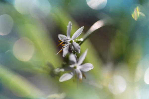 Poza de aproape a florilor frumoase — Fotografie, imagine de stoc