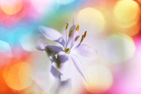 Primer plano de las hermosas flores —  Fotos de Stock