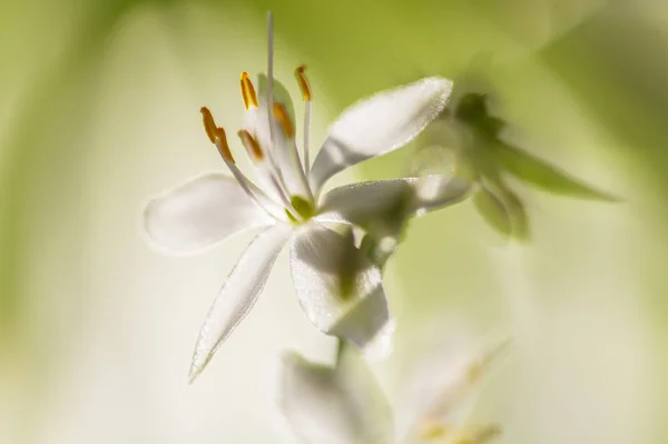 美丽的花朵的特写镜头 — 图库照片