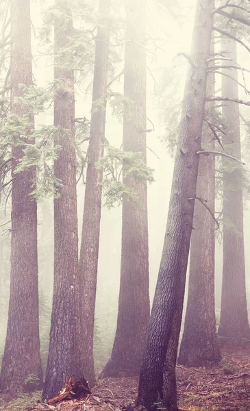 Magiska dimmiga skogen — Stockfoto